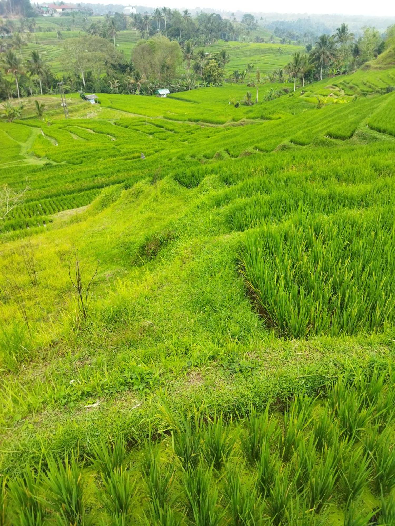 Hotel Wahwik'S House Ubud Zewnętrze zdjęcie