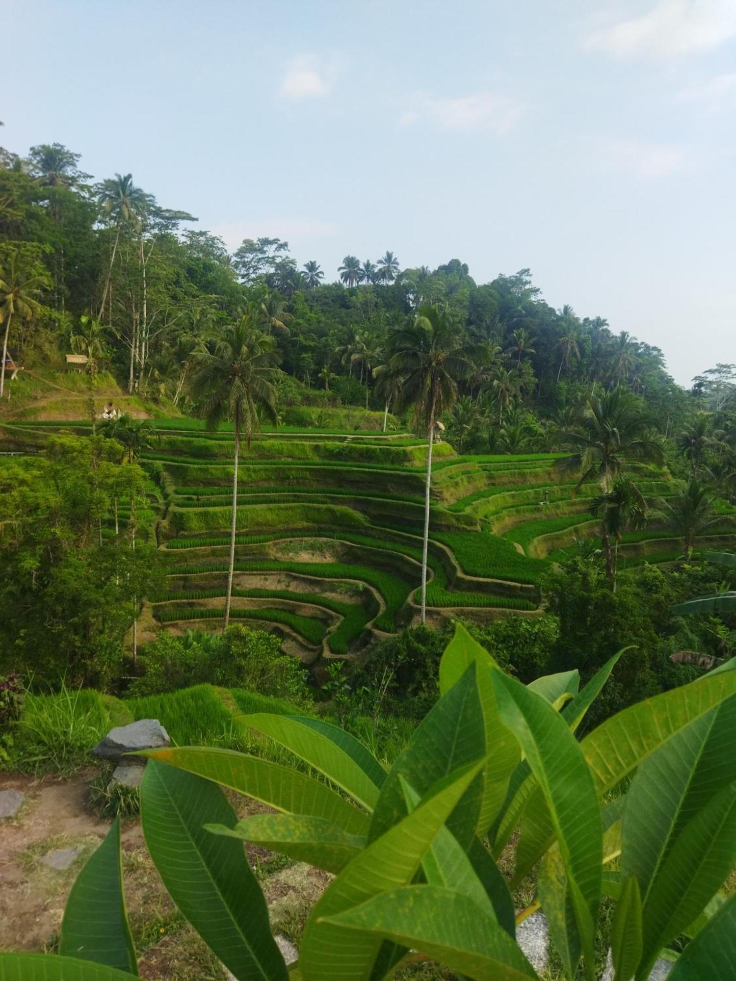 Hotel Wahwik'S House Ubud Zewnętrze zdjęcie