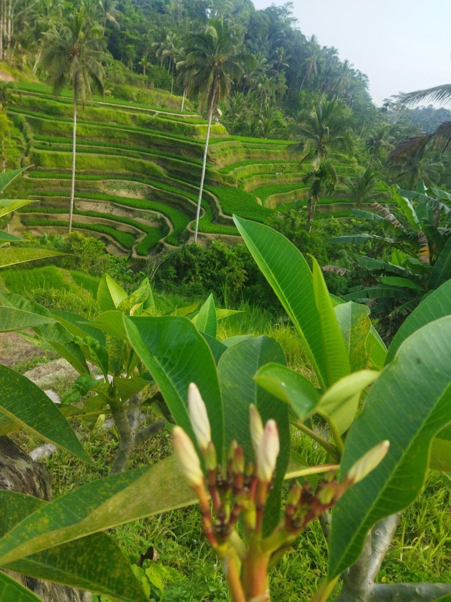 Hotel Wahwik'S House Ubud Zewnętrze zdjęcie