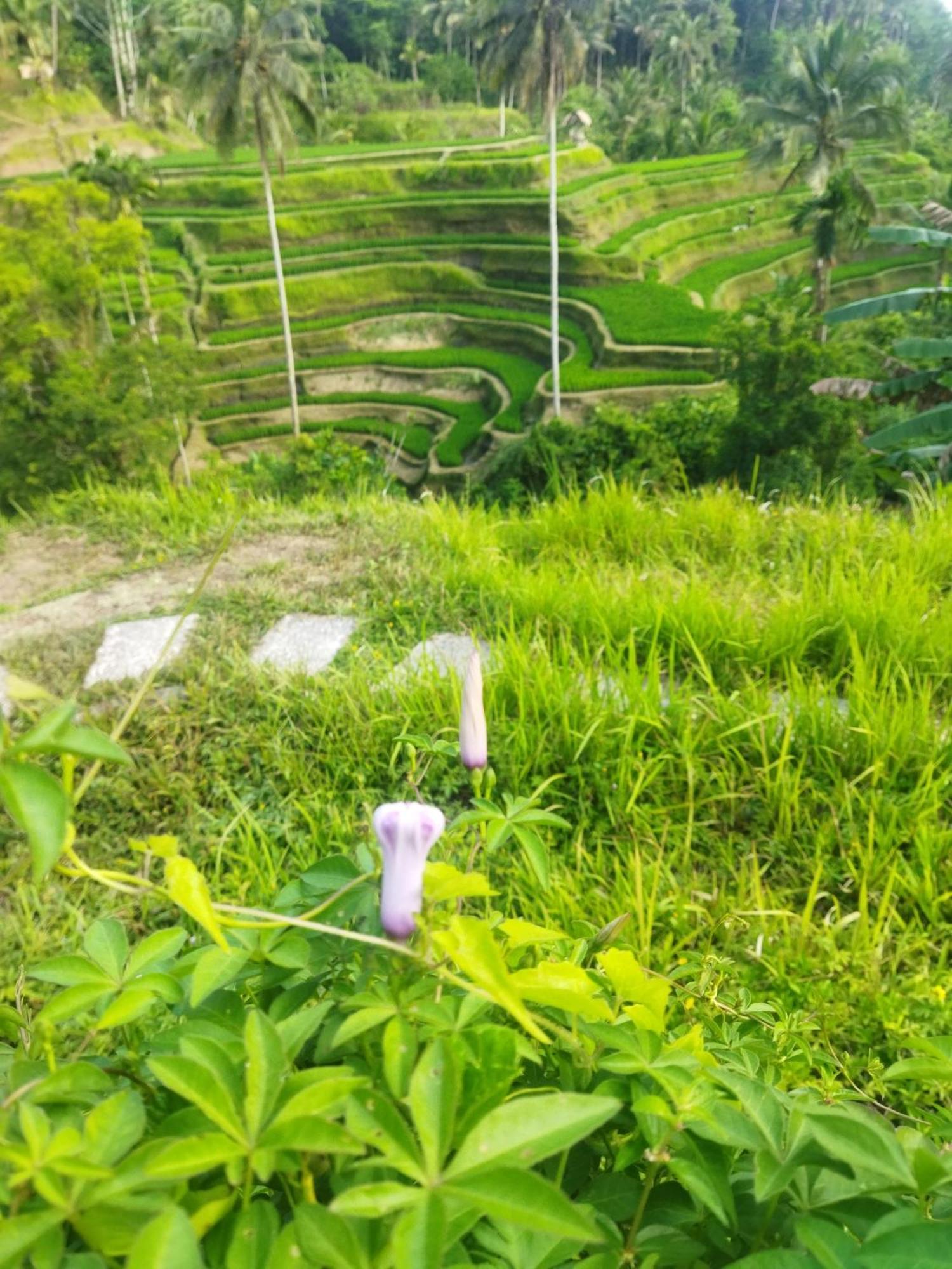 Hotel Wahwik'S House Ubud Zewnętrze zdjęcie