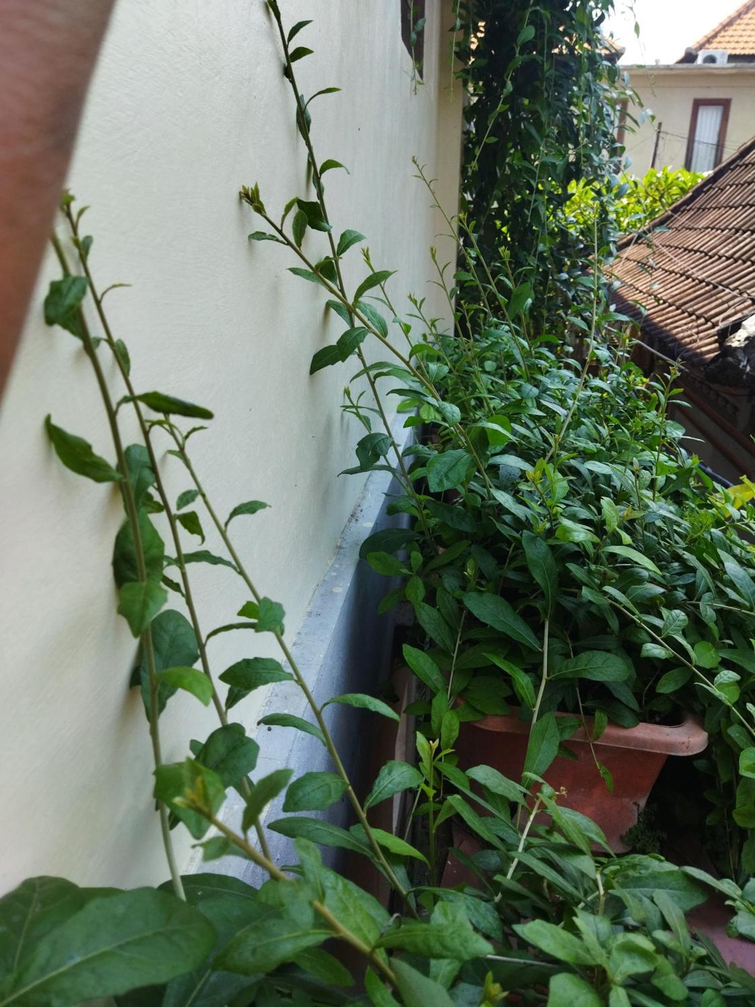 Hotel Wahwik'S House Ubud Zewnętrze zdjęcie