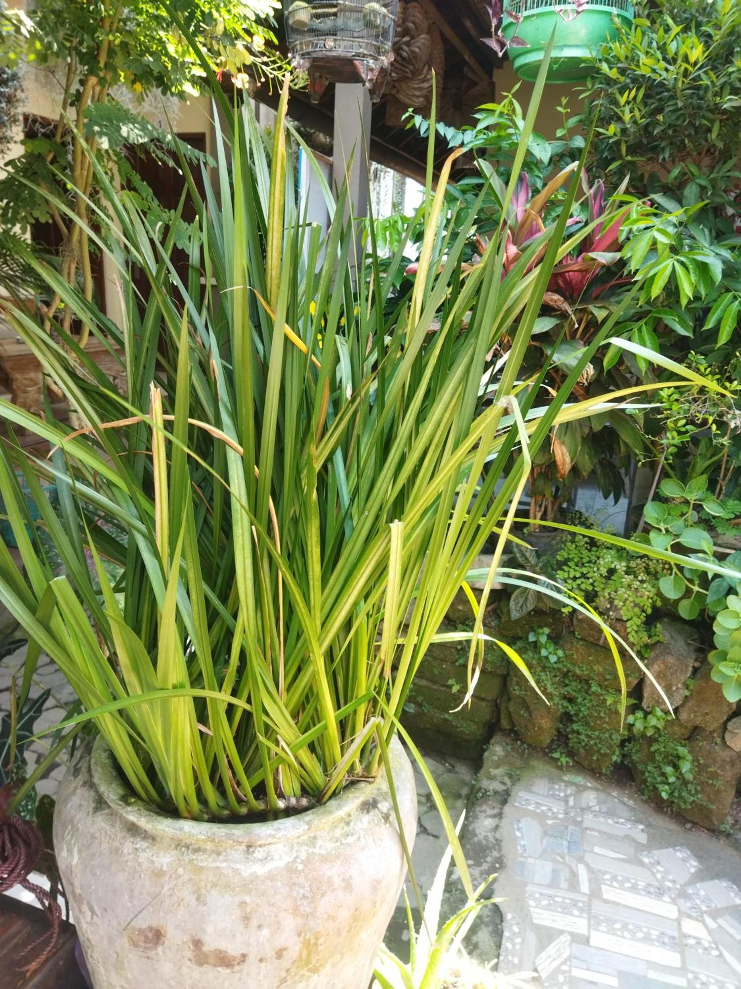 Hotel Wahwik'S House Ubud Zewnętrze zdjęcie