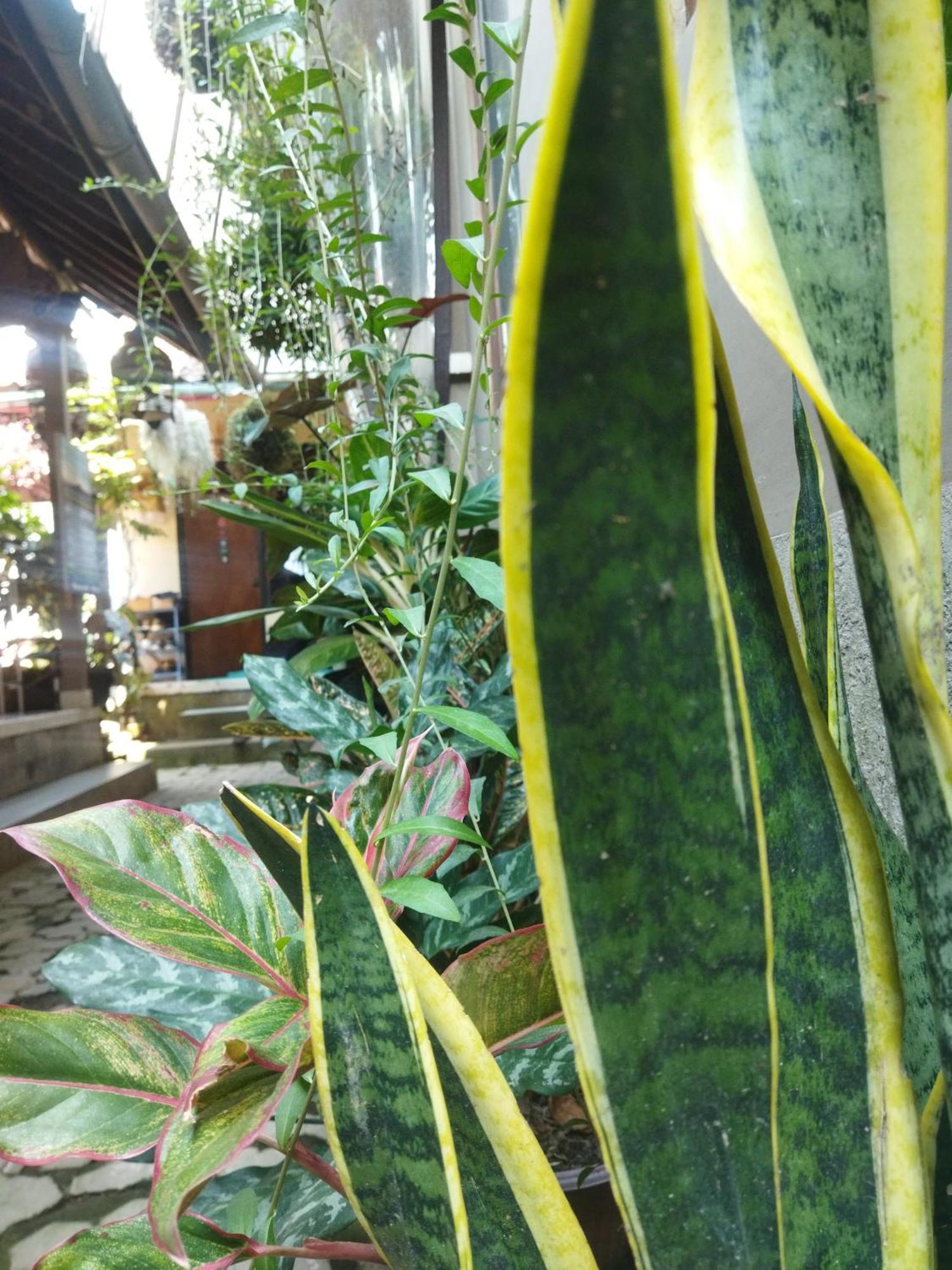 Hotel Wahwik'S House Ubud Zewnętrze zdjęcie